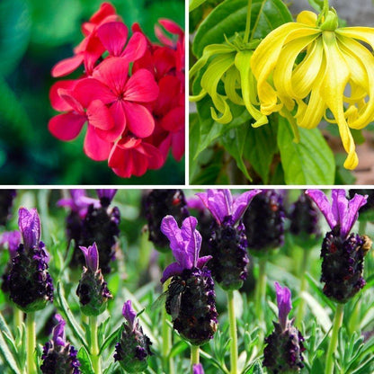 Room Fragrances - Home-away.co.uk