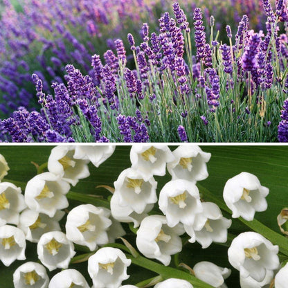 Room Fragrances - Home-away.co.uk